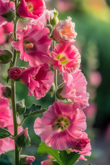 a closeup of Hollyhocks generated by AI