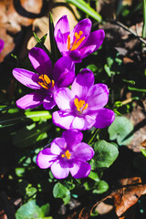 Close-up of purple crocuses in a botanical garden