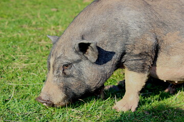 Hängebauchschwein