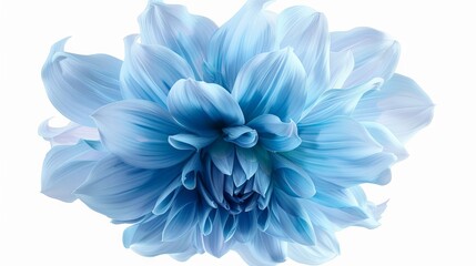 Obraz premium an isolated dahlia background