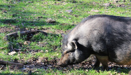 Hängebauchschwein