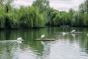 White swans swim in a large lake