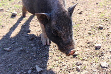 Hängebauchschwein
