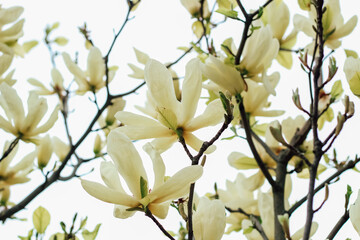 Obraz premium Yellow magnolia flower close-up in botanical garden