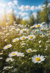 Beautiful blurred spring background nature with blooming glade chamomile, trees and blue sky on a sunny day