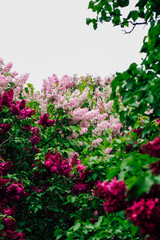Pink lilac flower close-up in botanical garden