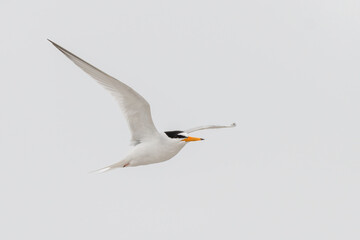 Little tern (Sternula albifrons), Outer Hebrides, Scotland