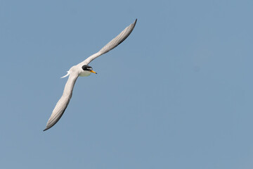 Little tern (Sternula albifrons), Outer Hebrides, Scotland