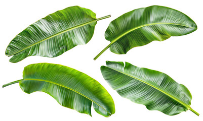 Set of fresh, lush green banana leaves, cut out