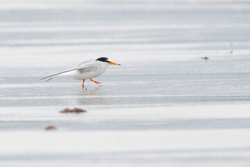 Little tern (Sternula albifrons) on the beach, Outer Hebrides, Scotland
