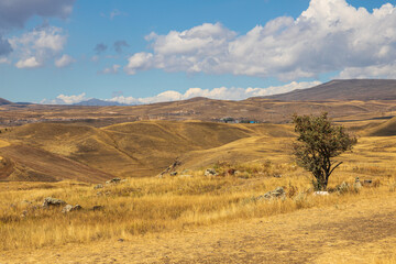 Obraz premium Landscape of the Armenian steppe. Armenia.