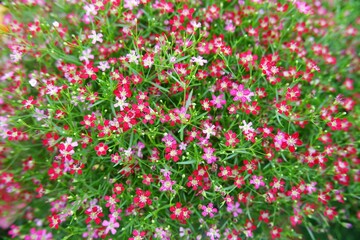 Pink gypsophila blooming beautifully on nature background