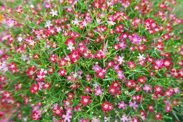 Pink gypsophila blooming beautifully on nature background