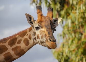 Close up of head of giraffe with beautiful eyes, long eye looks at camera, blurry green and sky background