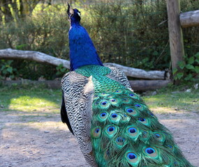 Obraz premium blauer Pfau, Pavo cristatus