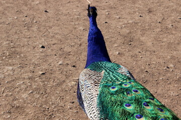 Obraz premium blauer Pfau, Pavo cristatus