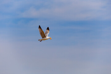 A seagull flies over the beach of Bergen aan Zee on the North Sea and has a starfish in its beak as prey