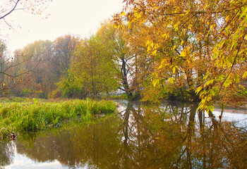 Fototapeta premium River in autumn, autumn trees reflected in water, lake in the park