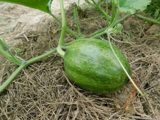 Obraz premium Green pumpkins grow in the garden. Young fruits of the pumpkin.