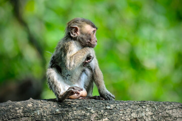 baby long tailed macaque