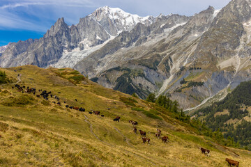 Chamonix Montblanc beautiful alpine mountain summits landscape. Alps mountains with snow and glacier above green valley of Chamonix in France. Alps beautiful scenery in summer
