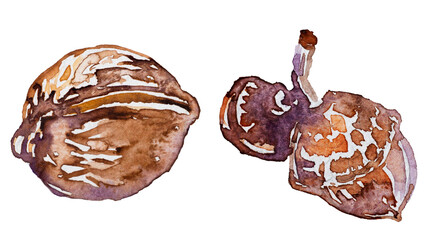 Watercolor nut and acorn clipart isolated on white.