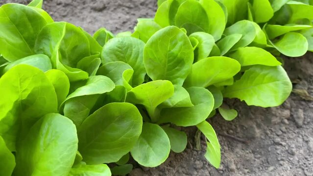 Lettuce leaves 1