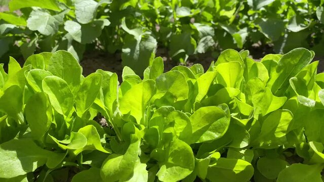 Lettuce leaves 2