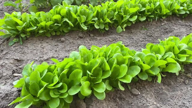 Lettuce leaves 3