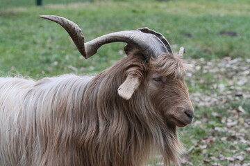 ziege