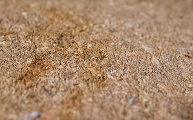 Wooden surface. Cork wood. Wood. Macro. Close-up