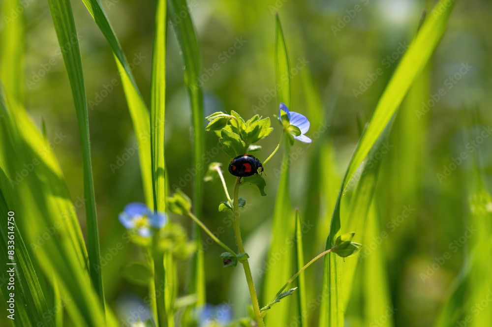 Canvas Prints Black Ladybird with red points on plant in green nature