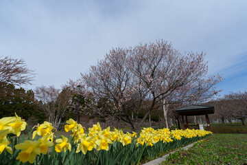 桜の松前　北海道の桜の名所 道南