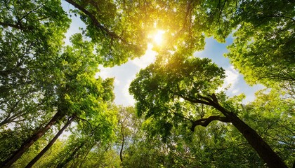 Obraz premium Skyward Aspirations: Trees Reaching Toward the Light
