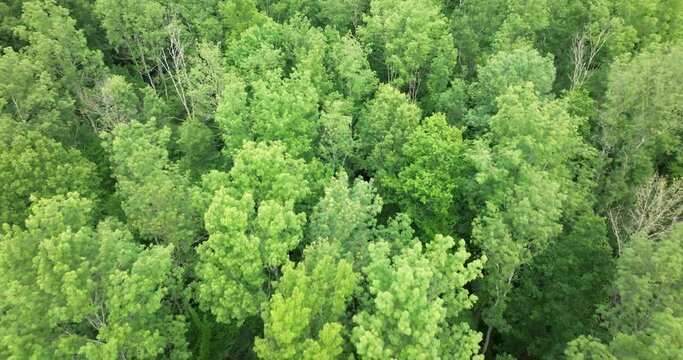 Aerial view of Motovun oak forest in Istra, Croatia