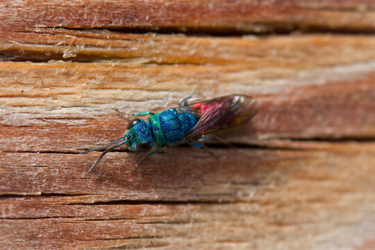 a colorful insect, the chrysis ignita is a cuckoo wasp