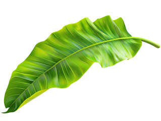 Heliconia leaf die cut PNG style isolated on white and transparent background