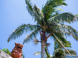 シーサーとヤシの木