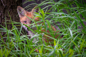 fox in the grass