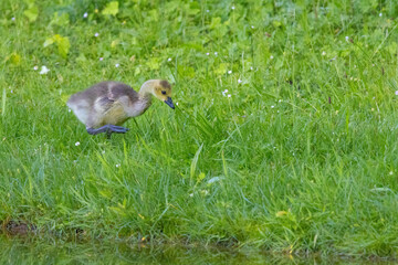 wild goose stands on a green meadow in springtime