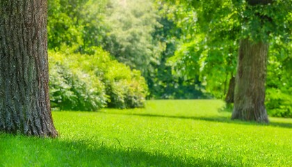 Obraz premium Sunny Splendor: Focused Green Lawn with Blurred Trees in the Background
