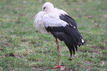 storch