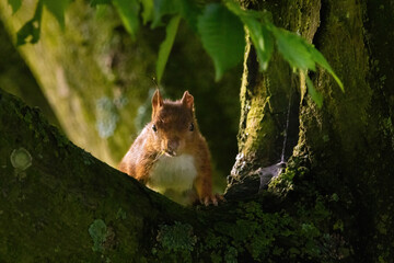 cute young squirrel portrait on tree at park, wildlife