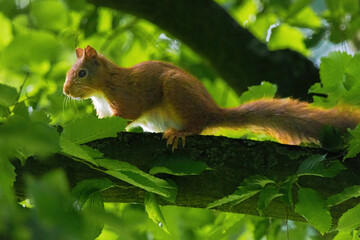 cute young squirrel portrait on tree at park, wildlife