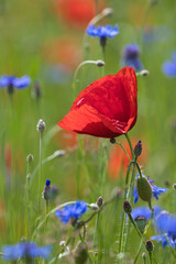 Obraz premium Beautiful summer scene of a wild meadow with red poppies (Papaver Rhoeas) and blue cornflowers (Centaurea Cyanus) near Zurich, Switzerland.