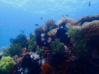 View of a picturesque coral reef underwater. Small tropical fish swim above a coral reef covered with sea lilies. © Houston