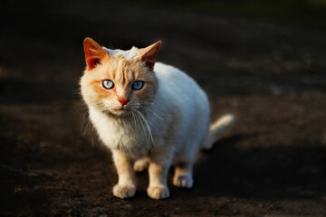 Stray sad white cat on street looking at camera. Stray homeless cat wanders on streets search food. Domestic stray cat with blue eyes on road selected focus. Close-up homeless abandoned cat portrait