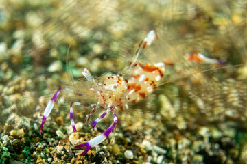 Ancylomenes speciosus - Prächtige Partnergarnele - Anilao Philippinen