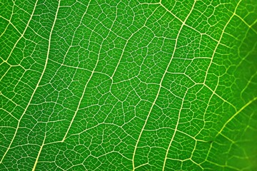 green leaf texture