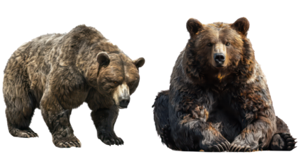 Set of Majestic Grizzly Bear with Thick Fur and Sharp Claws, Isolated on Transparent Background